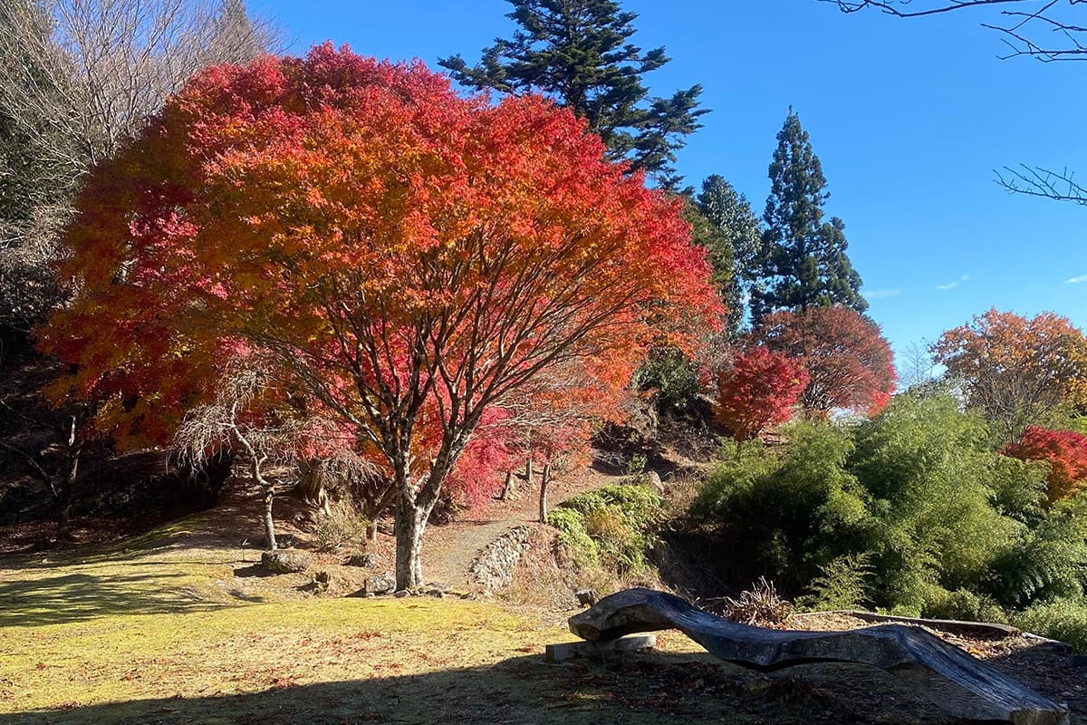 天空サイト（会員限定）宿泊利用（6/6）