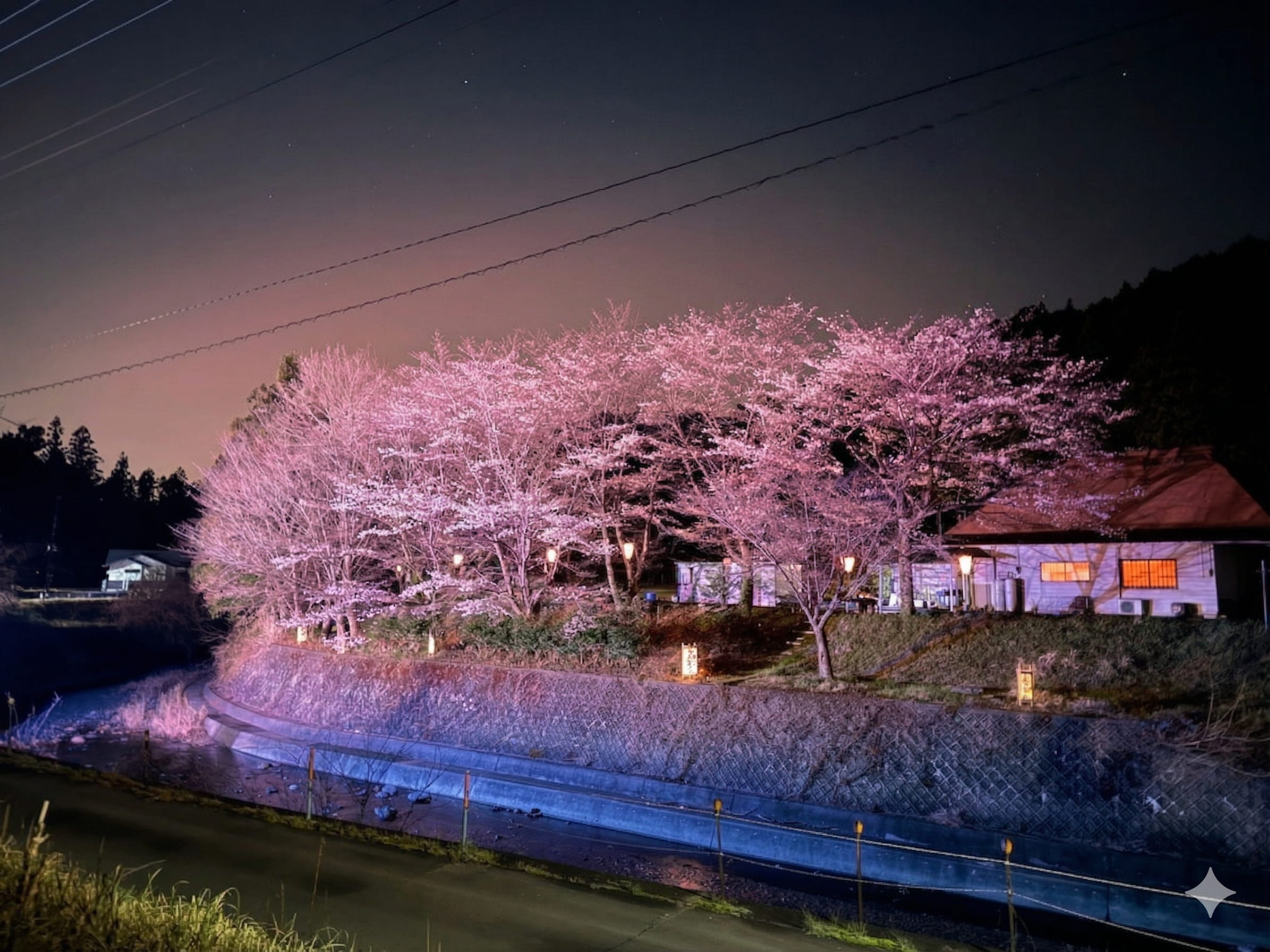 【企画】お花見キャンプ　3,500/人（夜もさくら見ながらエリア）