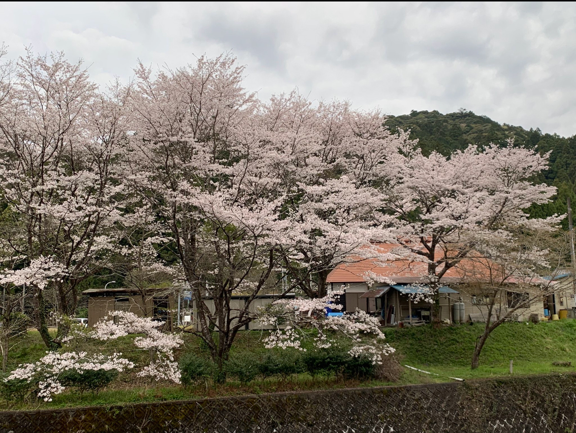 【企画】お花見キャンプ　2,500円/人（歩いてお花見散策エリア）